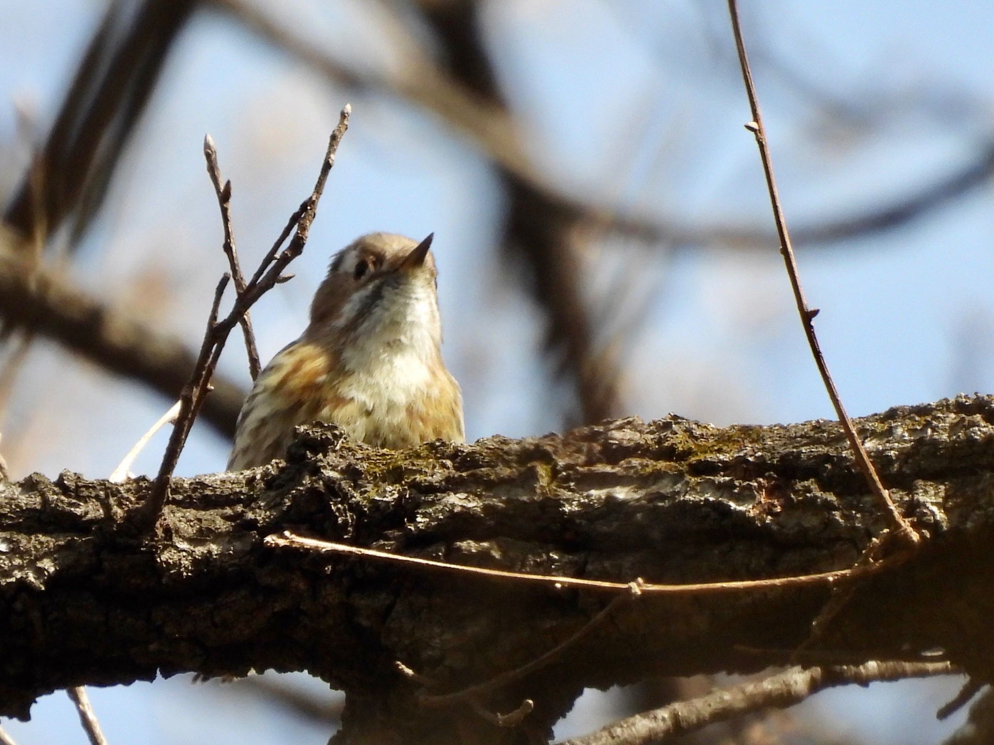 Japanese Pygmy Woodpecker