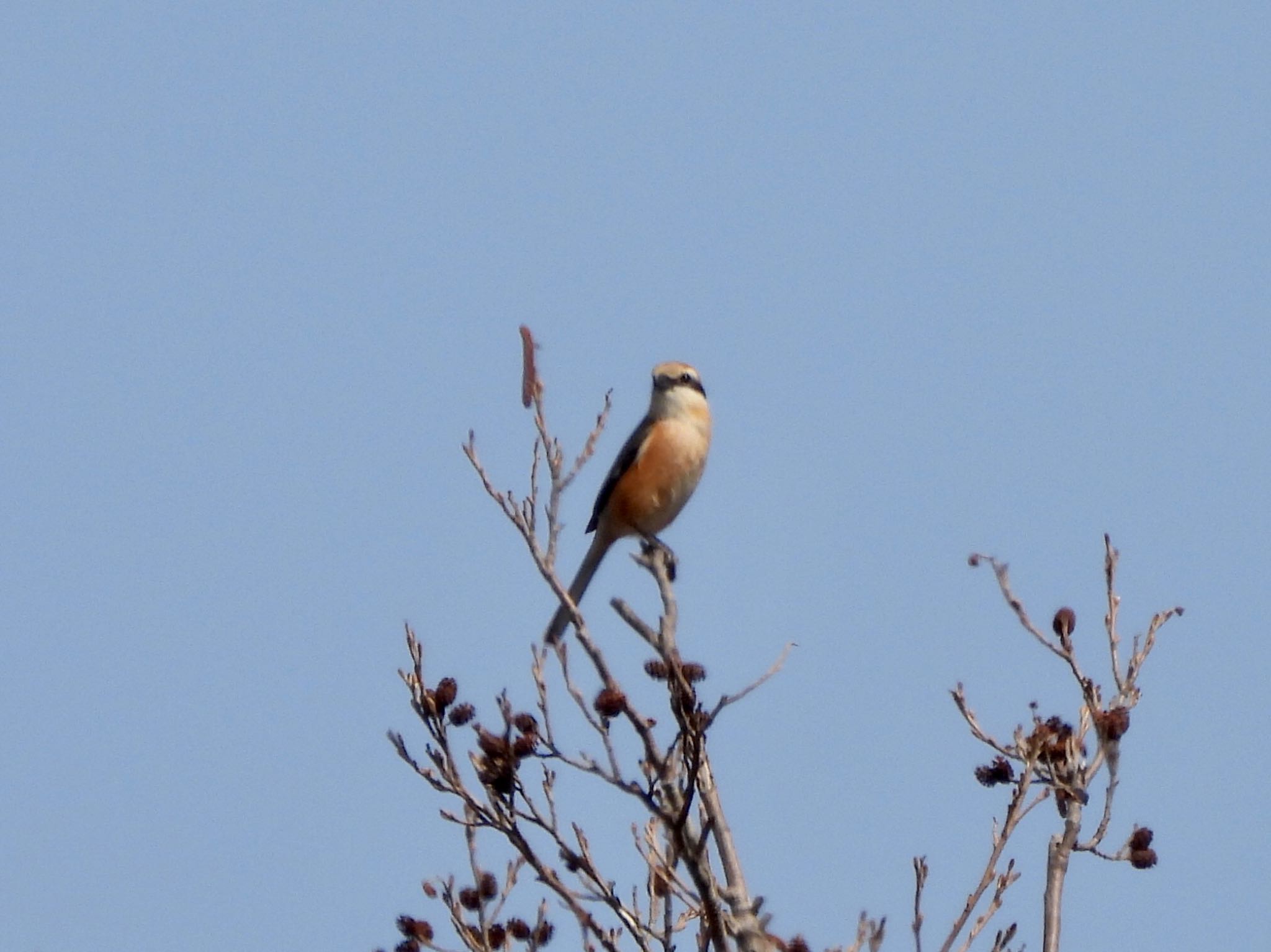 Photo of Bull-headed Shrike at Akigase Park by くー