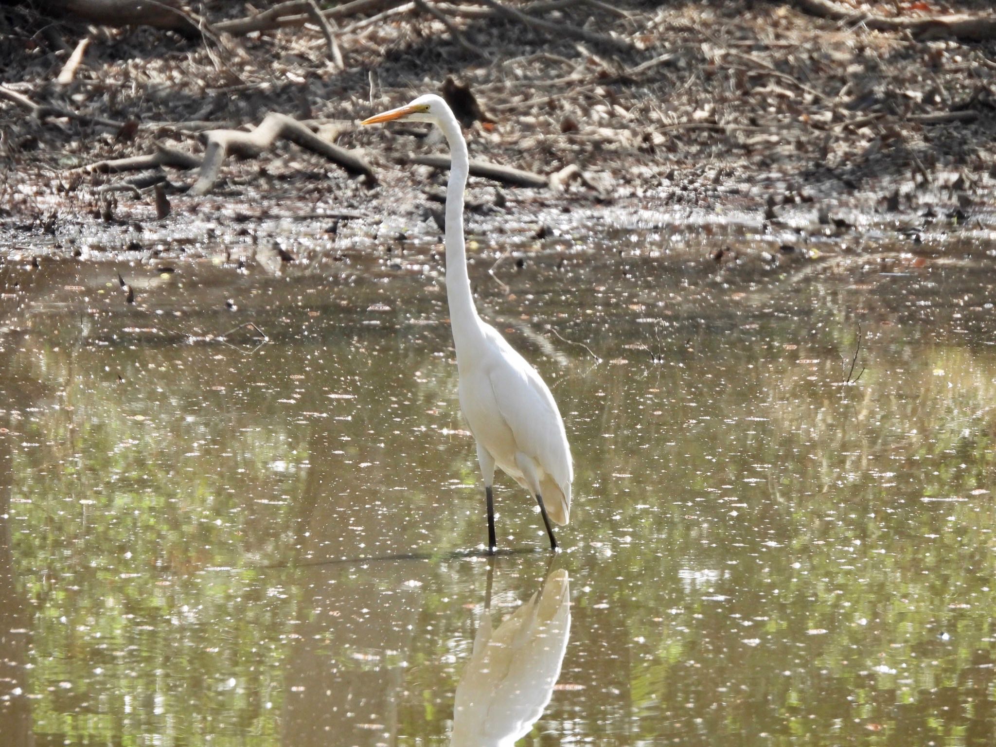 Photo of Great Egret at Akigase Park by くー