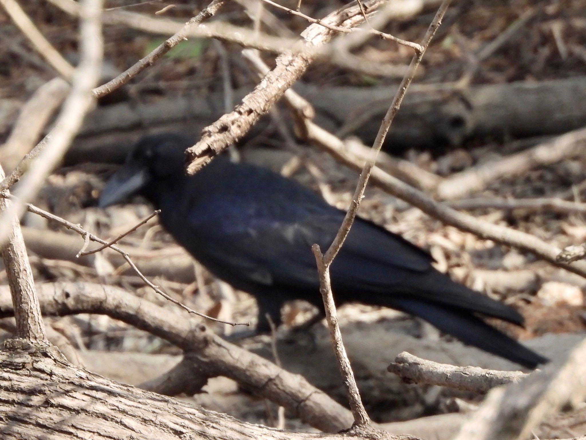 Photo of Large-billed Crow at Akigase Park by くー