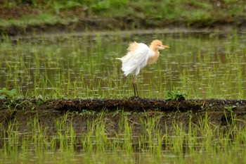 アマサギ いつもの農地 2018年5月8日(火)