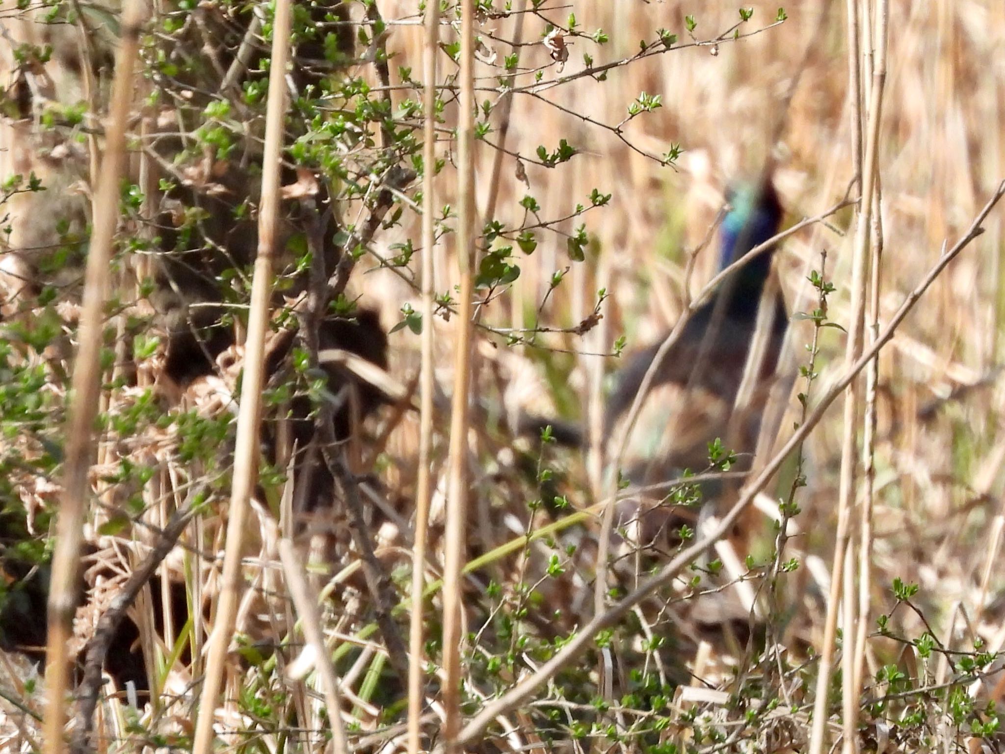 Photo of Green Pheasant at Akigase Park by くー