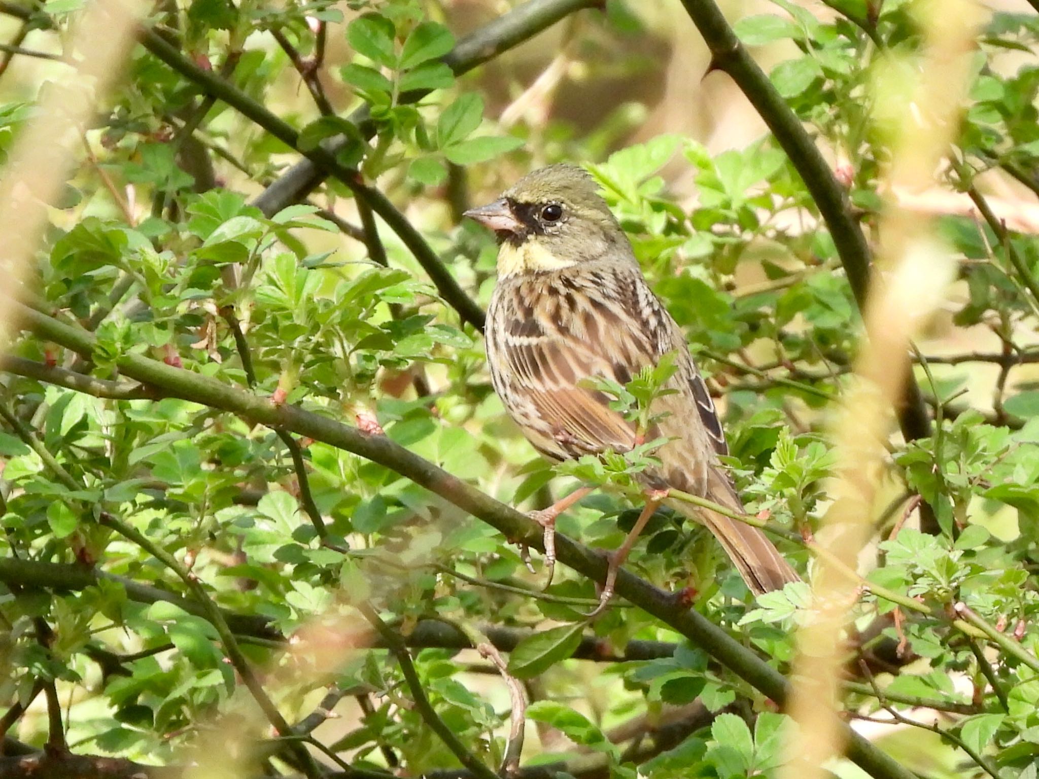 Photo of Masked Bunting at Akigase Park by くー