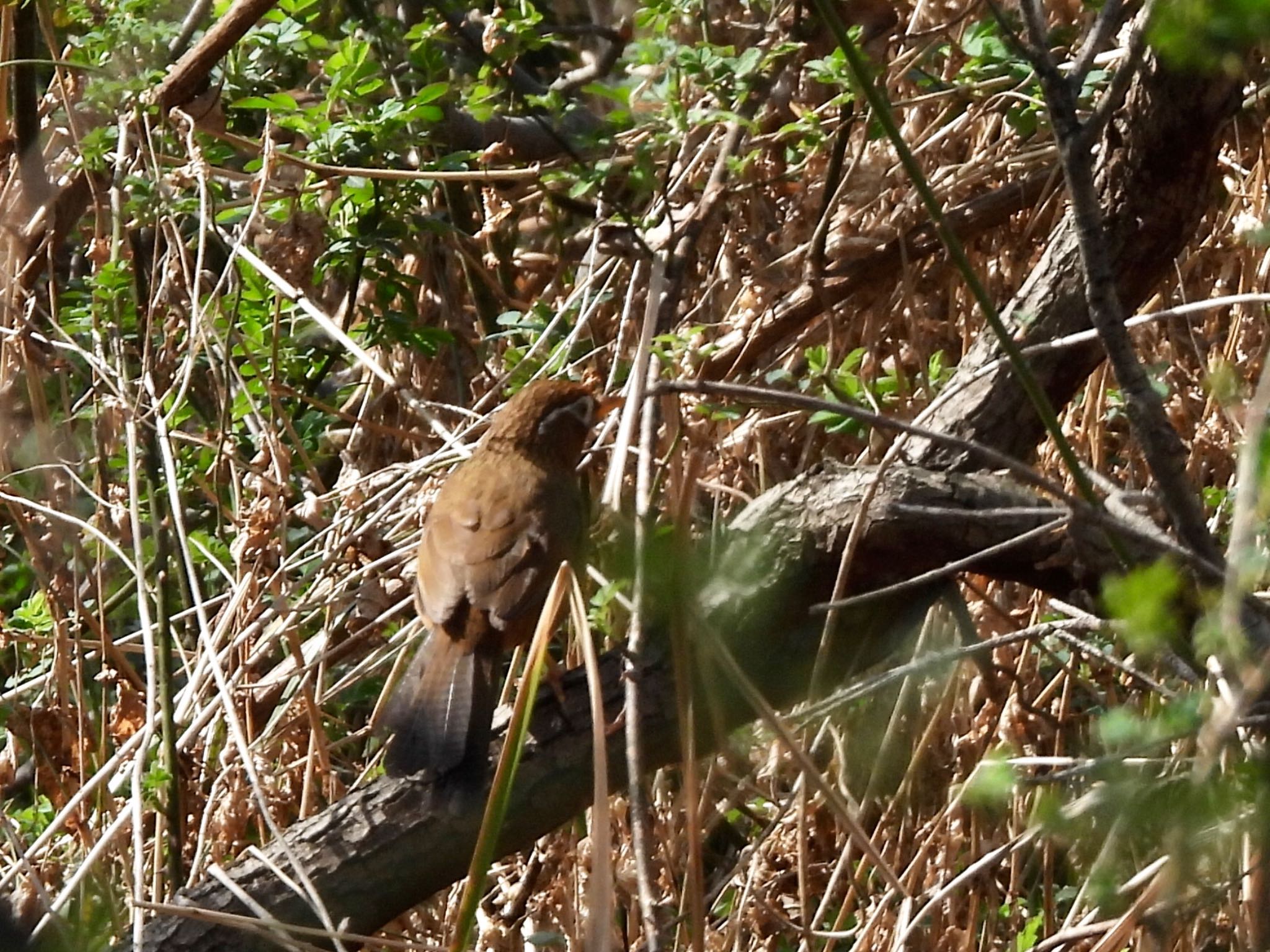 秋ヶ瀬公園 ガビチョウの写真