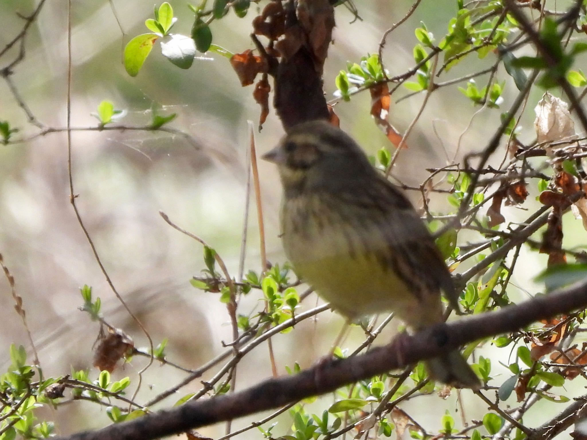 Masked Bunting