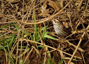 Little Bunting 秋ヶ瀬公園付近 Sun, 3/12/2023