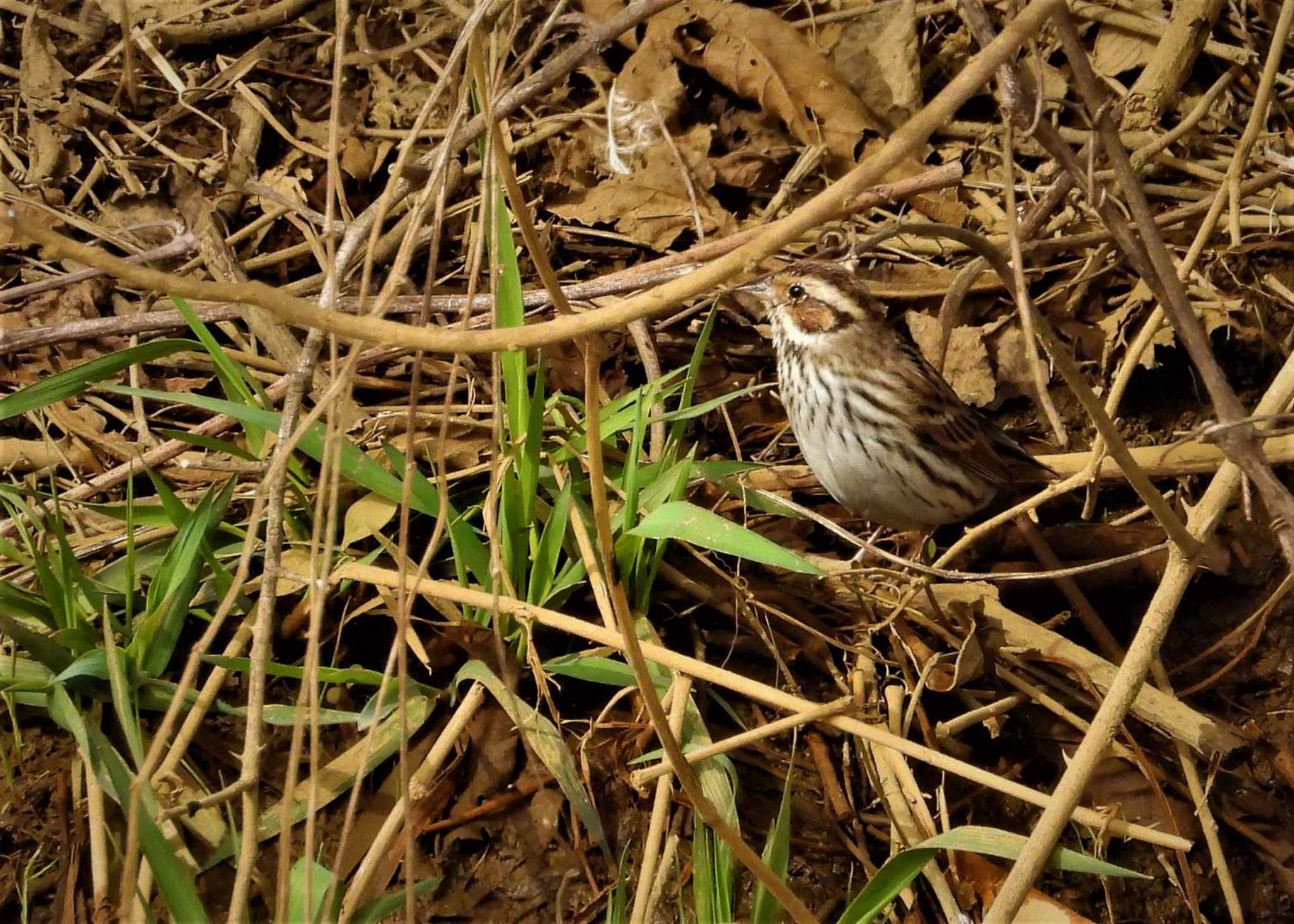 秋ヶ瀬公園付近 コホオアカの写真