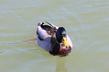 マガモ 白水大池公園 2023年3月3日(金)