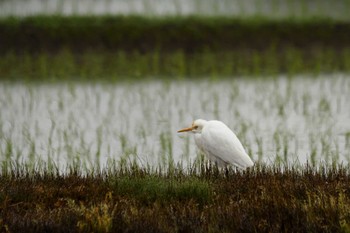 アマサギ いつもの農地 2018年5月8日(火)