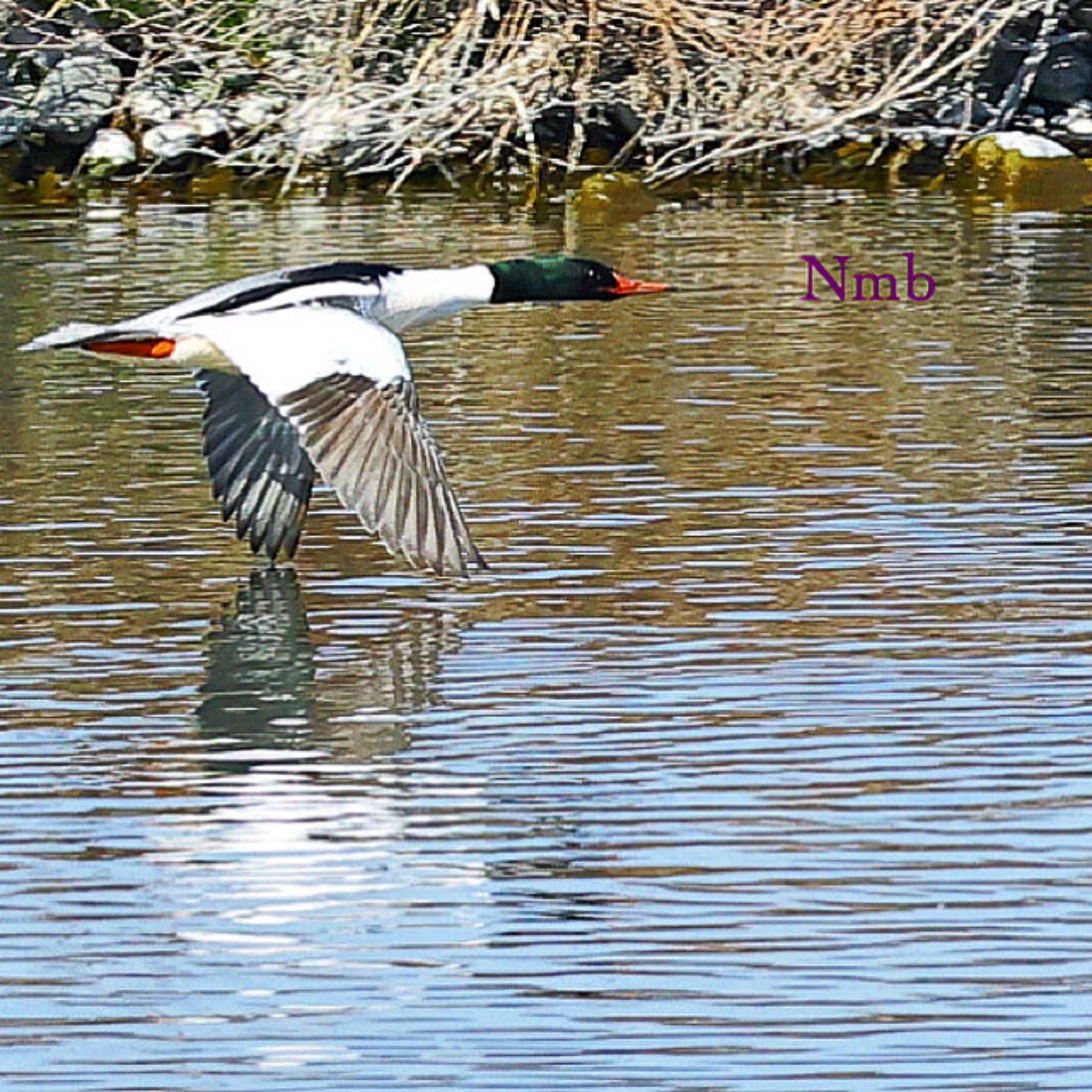 Photo of Common Merganser at  by soul.number.358