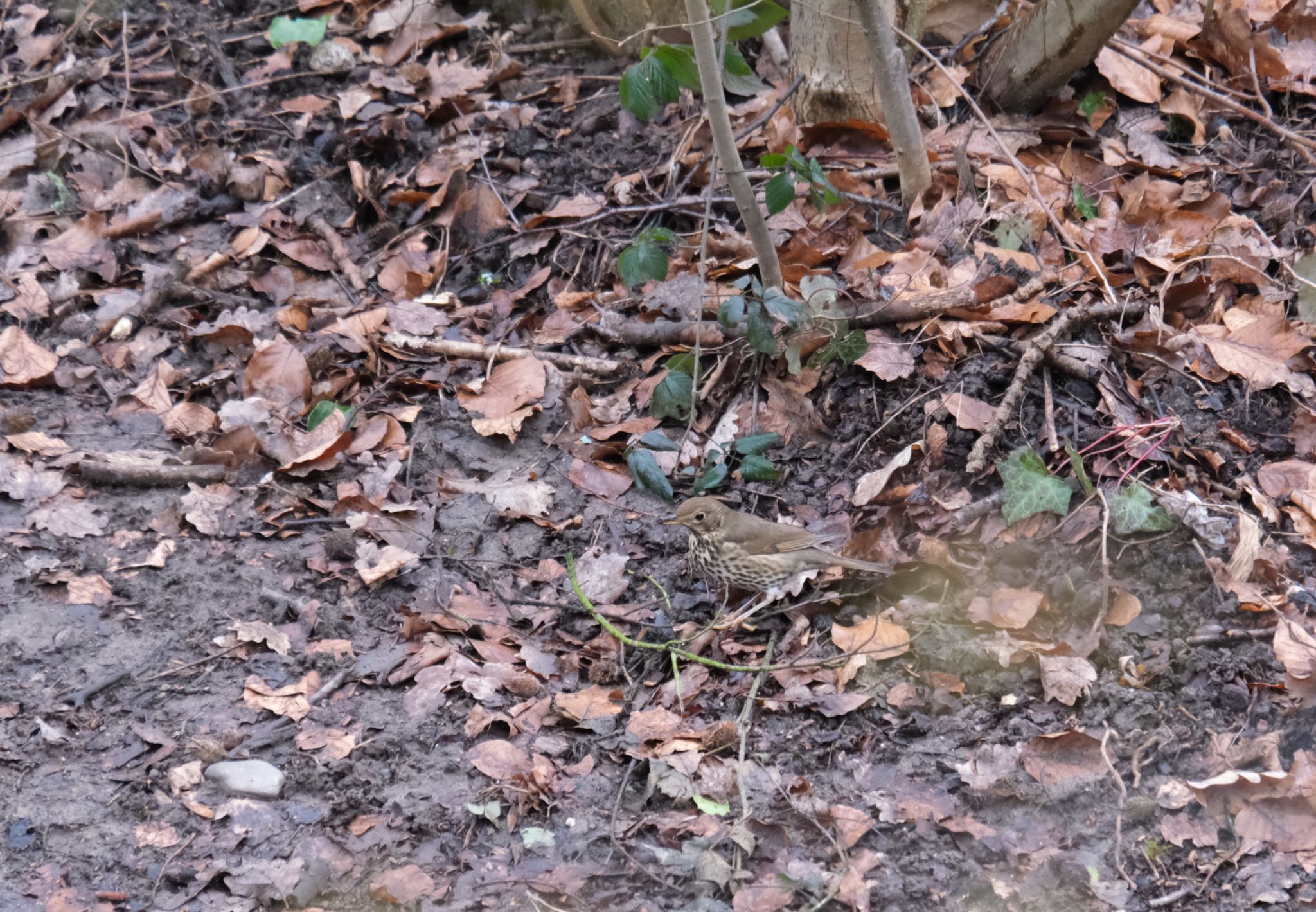 Photo of Song Thrush at Venusberg by hidebonn