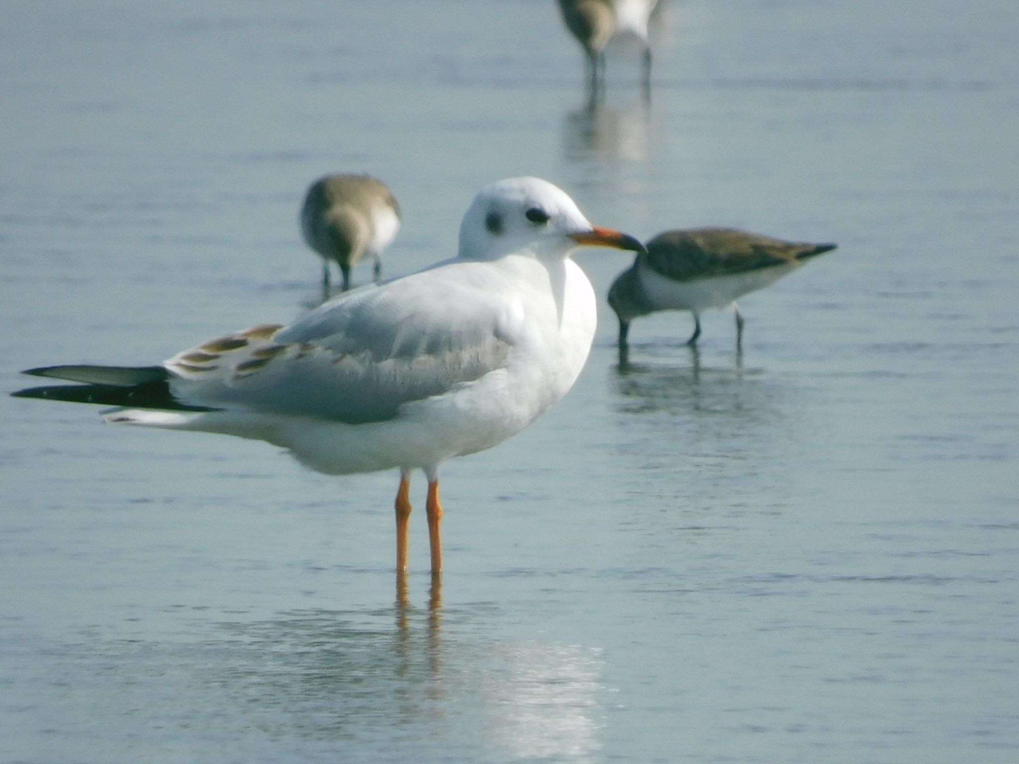 ふなばし三番瀬海浜公園 ユリカモメの写真