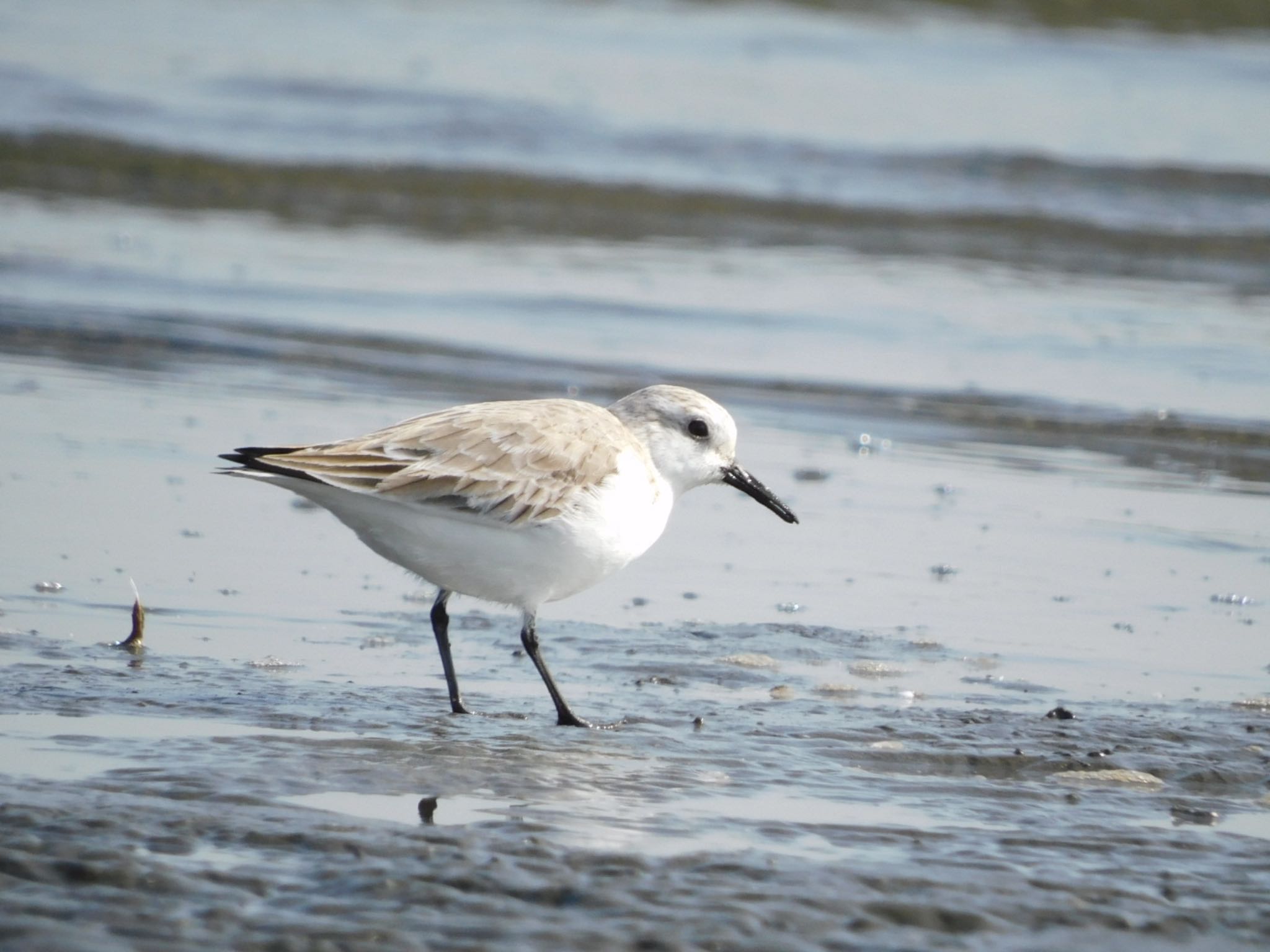 ふなばし三番瀬海浜公園 ミユビシギの写真