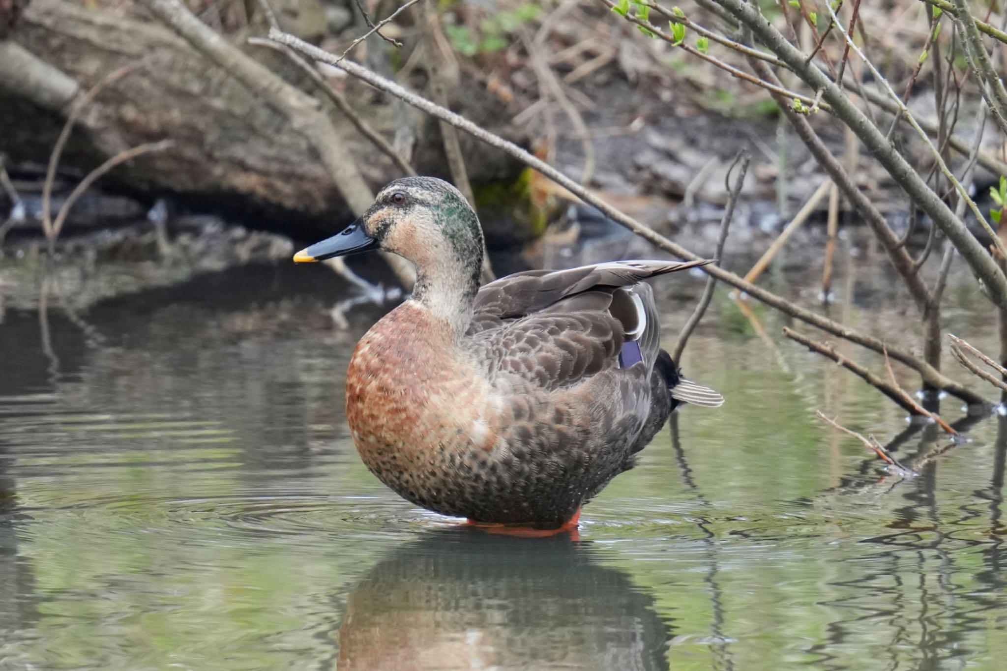 舞岡公園 マルガモの写真