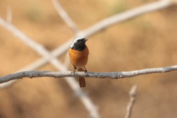 2023年3月12日(日) 秋ヶ瀬公園の野鳥観察記録