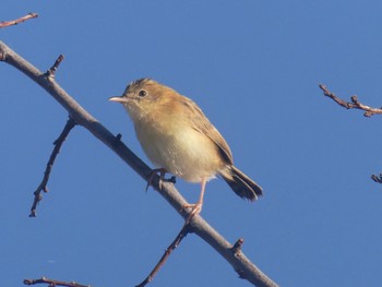 Golden-headed Cisticola Orange, NSW, Australia Sun, 3/5/2023