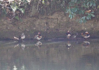 2023年3月11日(土) 可児やすらぎの森の野鳥観察記録