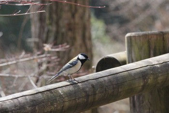 シジュウカラ 可児やすらぎの森 2023年3月11日(土)