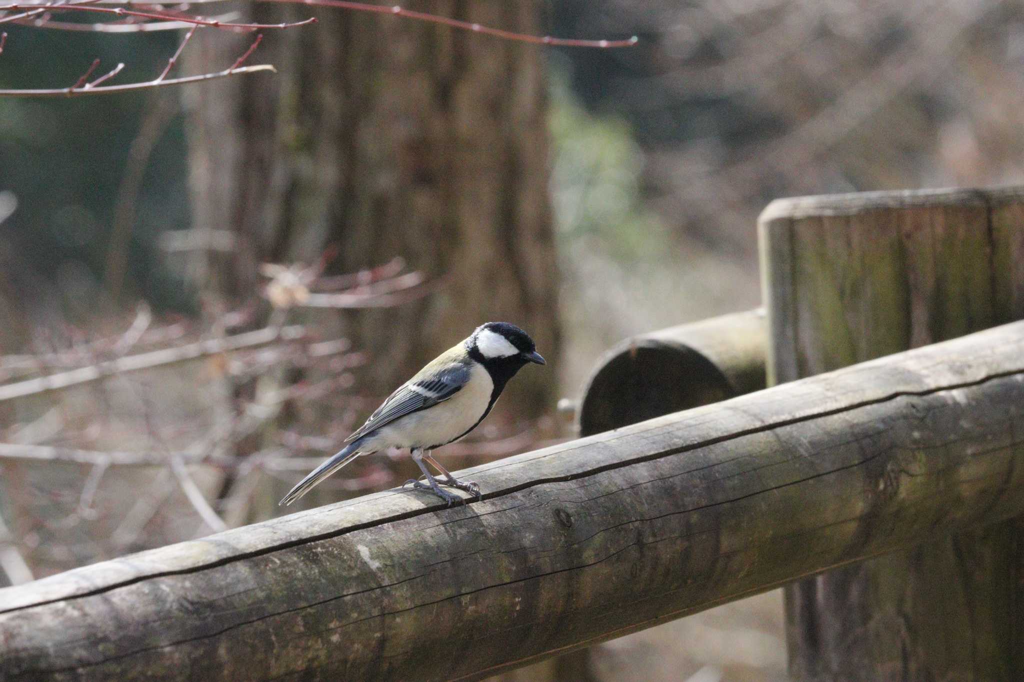 Japanese Tit