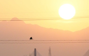 ハイイロチュウヒ 鍋田干拓地 2023年3月11日(土)