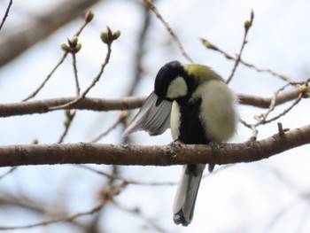 シジュウカラ 庄内緑地公園 2023年3月12日(日)