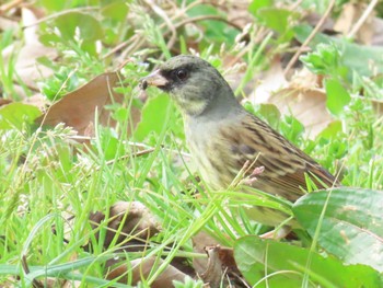 アオジ 庄内緑地公園 2023年3月12日(日)