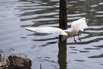 ユリカモメ 旧中川水辺公園 2023年3月11日(土)