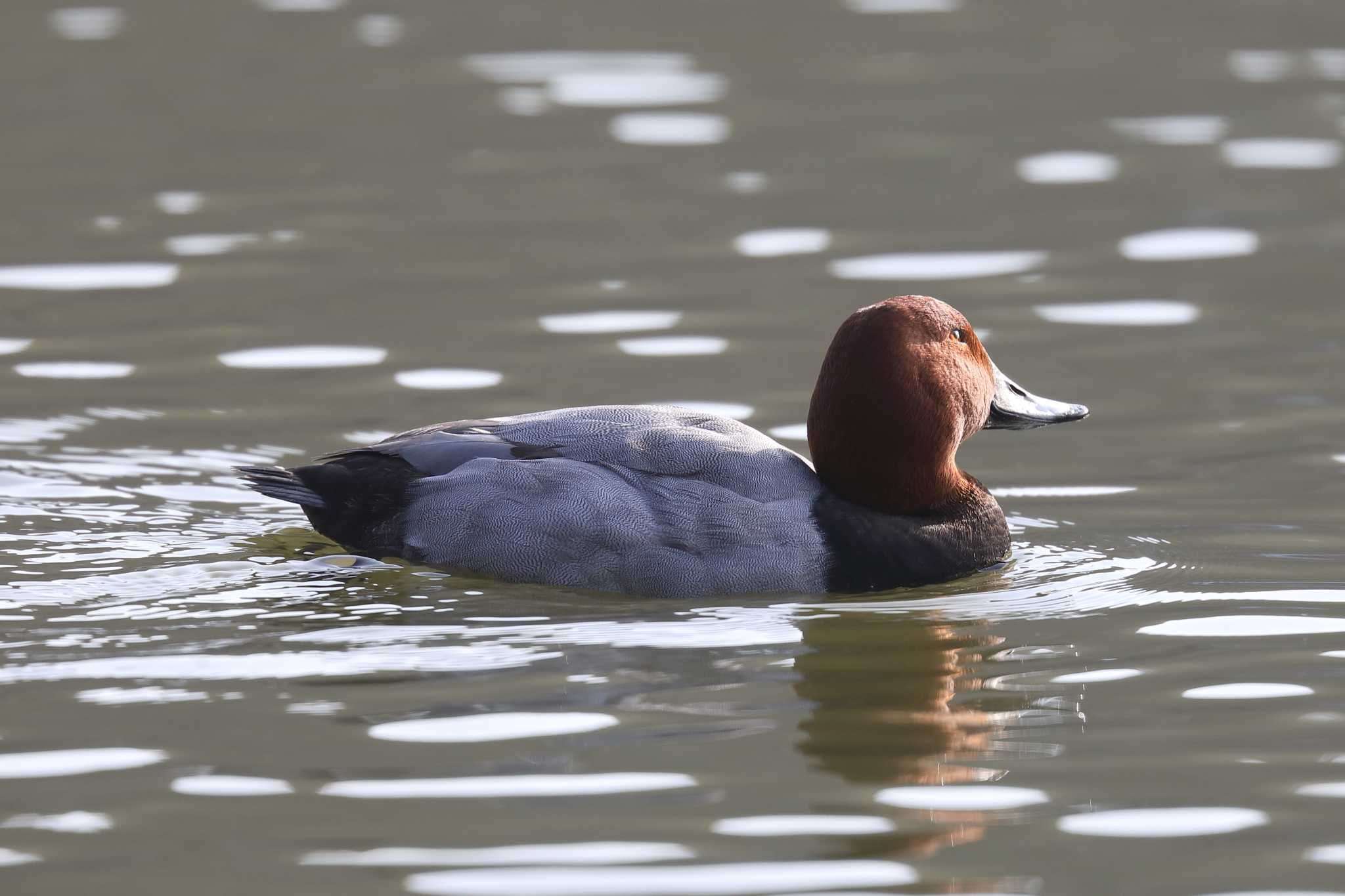 明石公園のホシハジロ