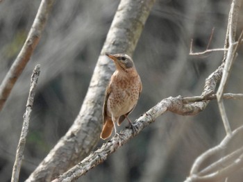 Naumann's Thrush 隠岐(島根県) Sun, 3/12/2023