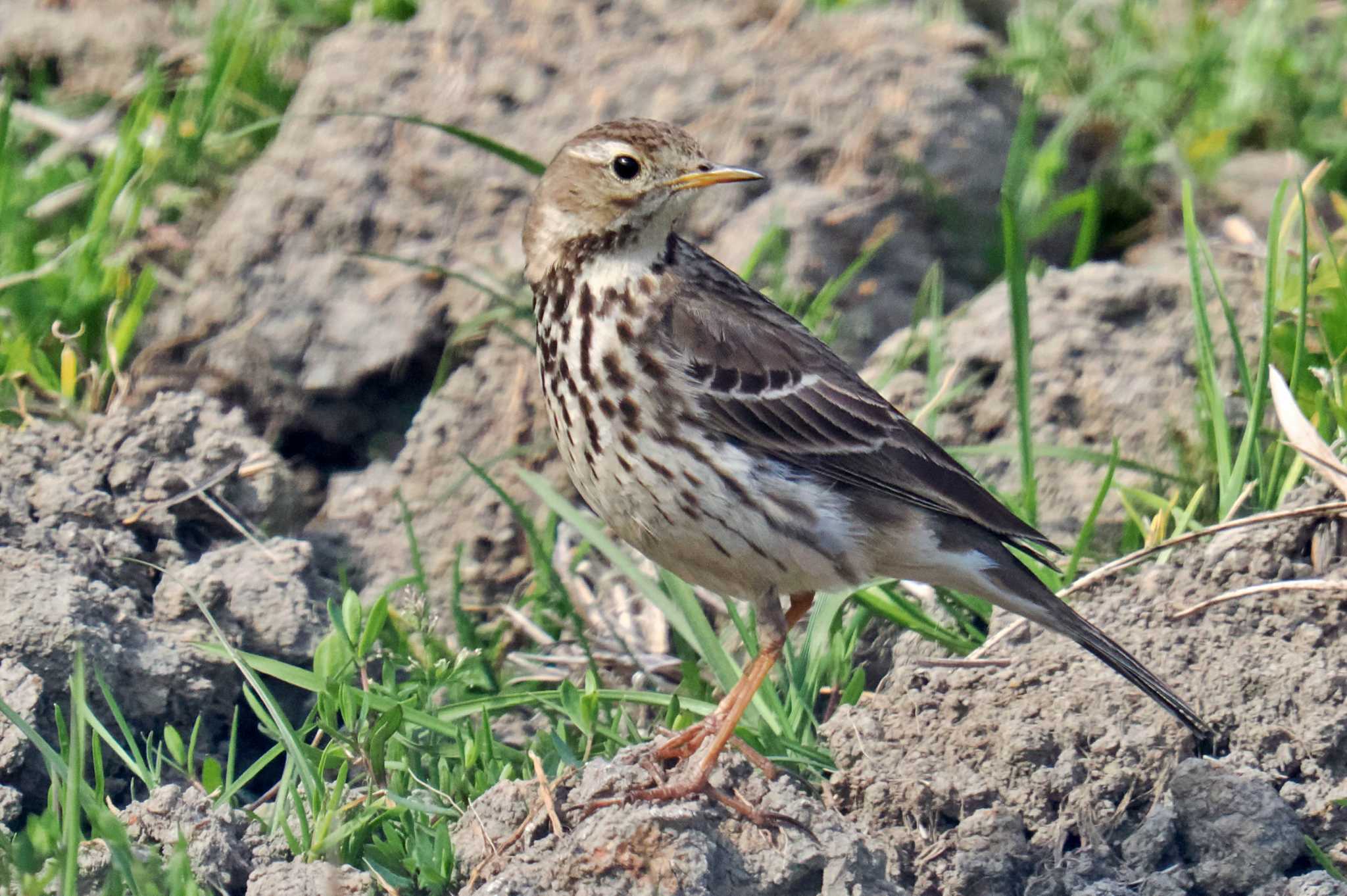 Photo of Richard's Pipit at 対馬 by 藤原奏冥