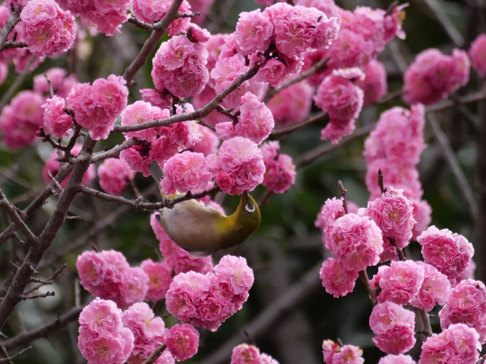 多摩川 メジロの写真 by little birds
