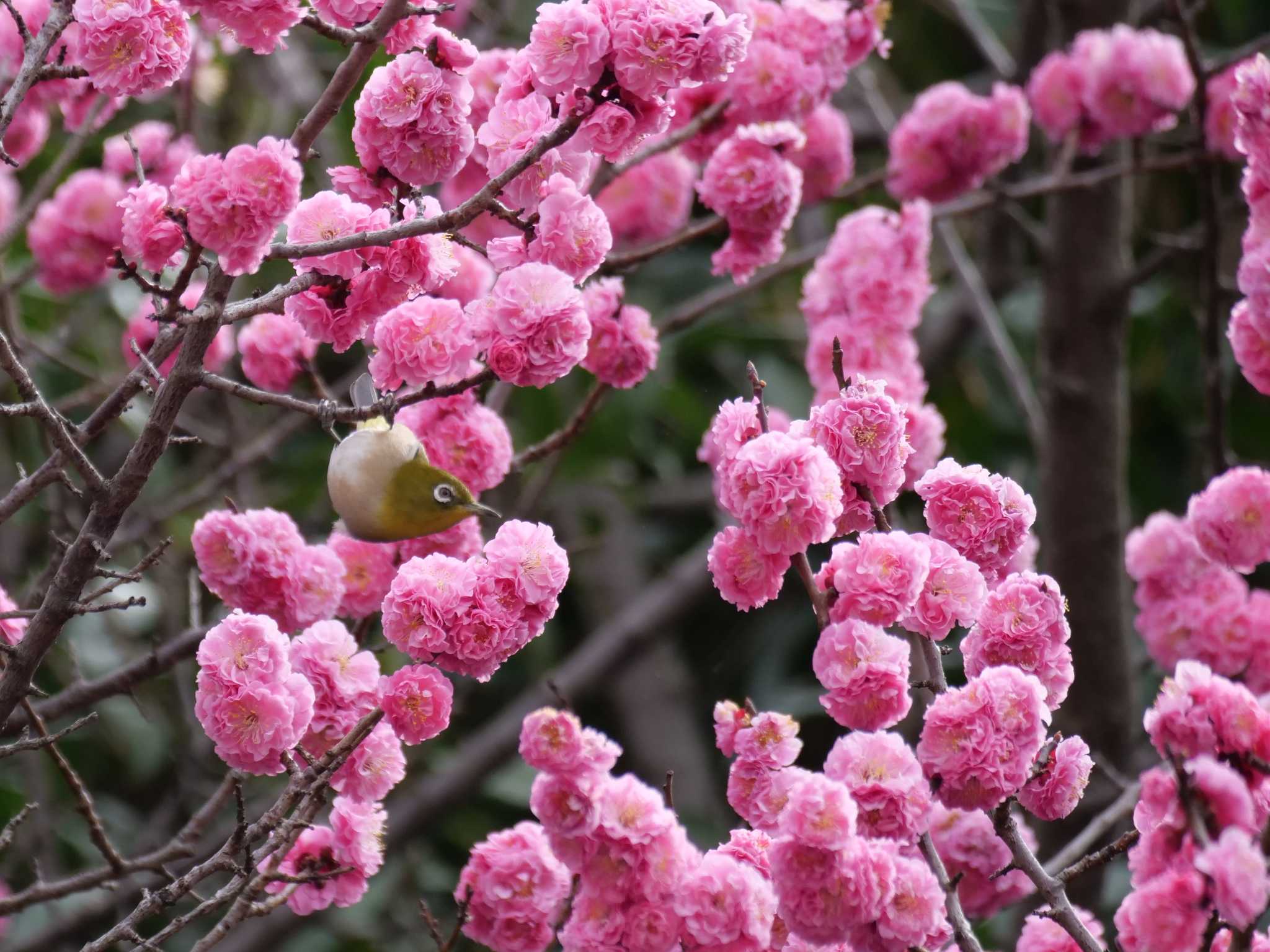 多摩川 メジロの写真 by little birds