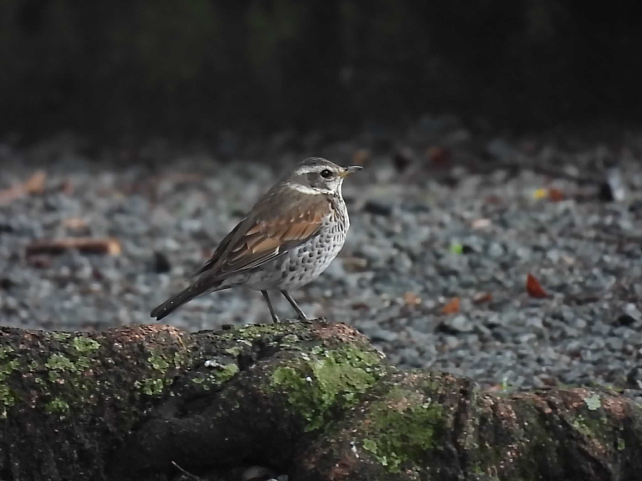 宮川ラブリバー公園 ツグミの写真