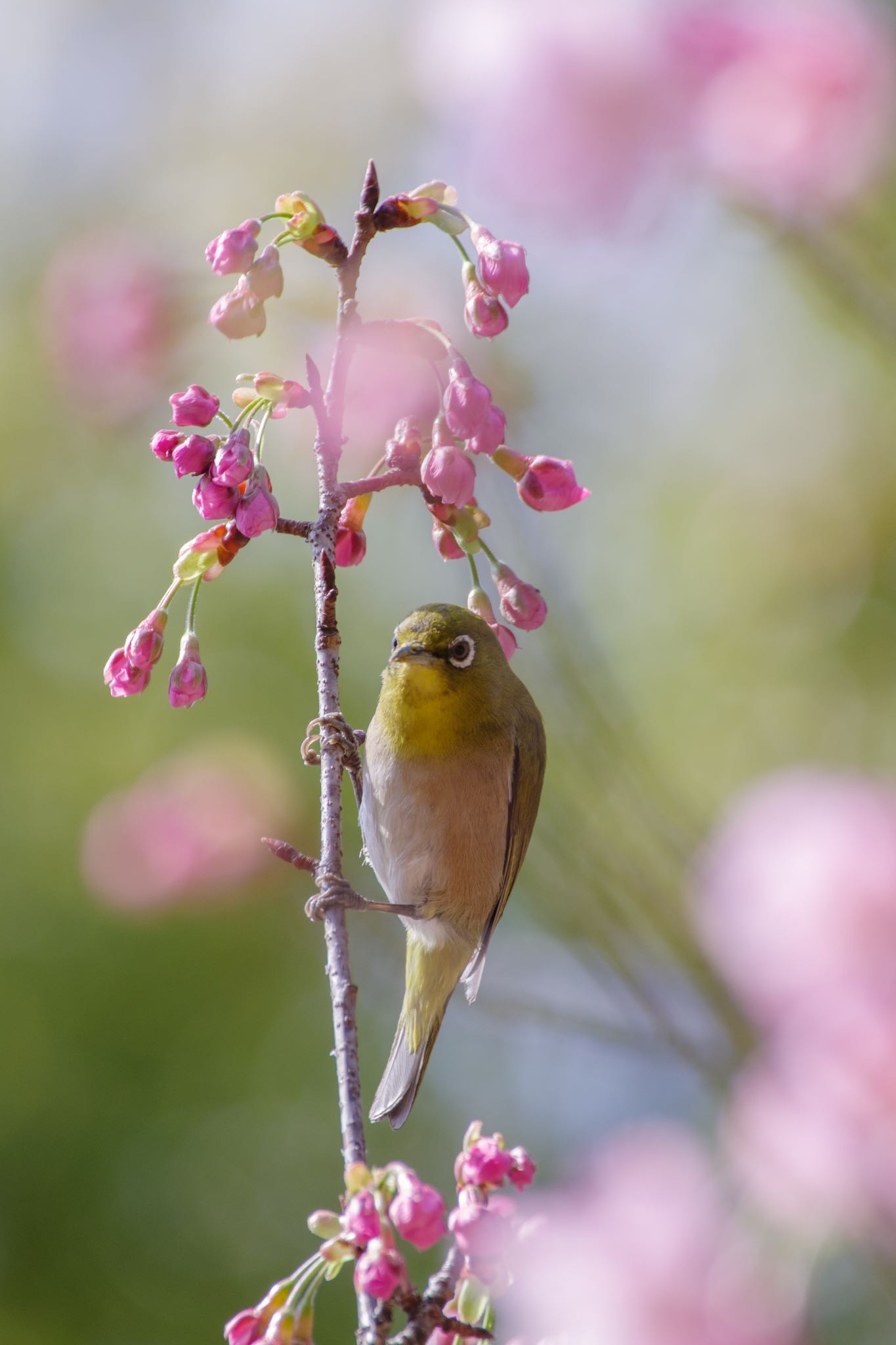 花笠 by Marco Birds