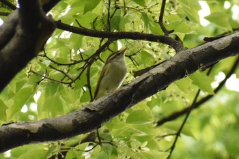 Eastern Crowned Warbler Osaka castle park Fri, 4/27/2018