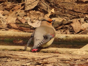 2023年3月12日(日) 秋ヶ瀬公園の野鳥観察記録