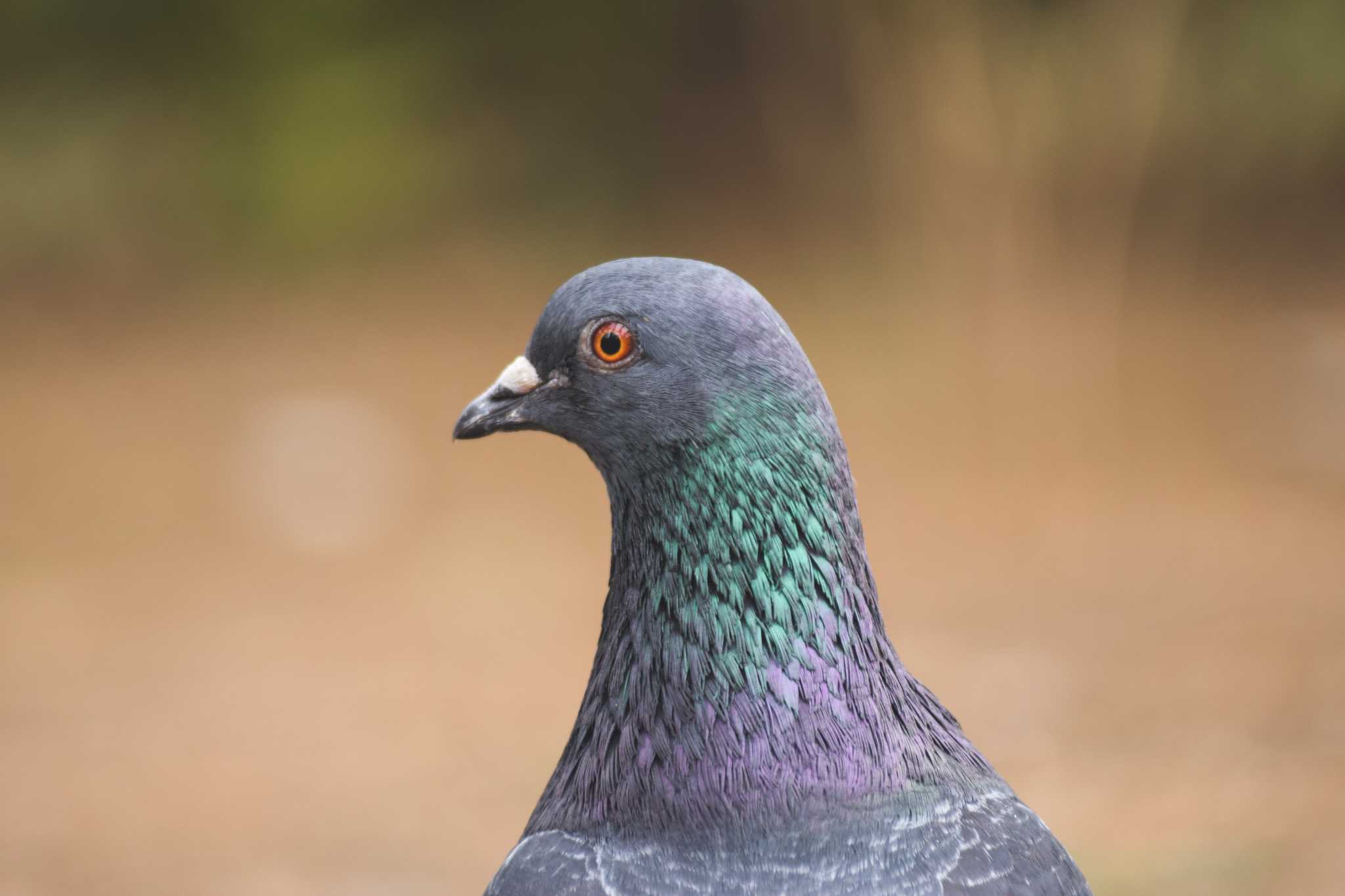 羽根木公園 カワラバトの写真 by NM🐥📷