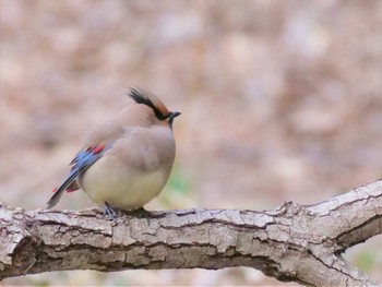 Japanese Waxwing 埼玉県 Sun, 3/12/2023