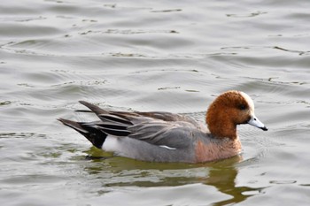 Eurasian Wigeon 洲原公園 Sun, 3/12/2023