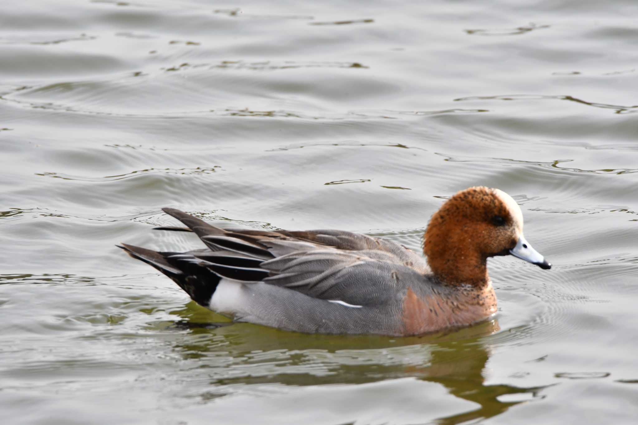 Photo of Eurasian Wigeon at 洲原公園 by みそ＠VM4A