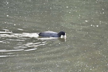 オオバン 洲原公園 2023年3月12日(日)