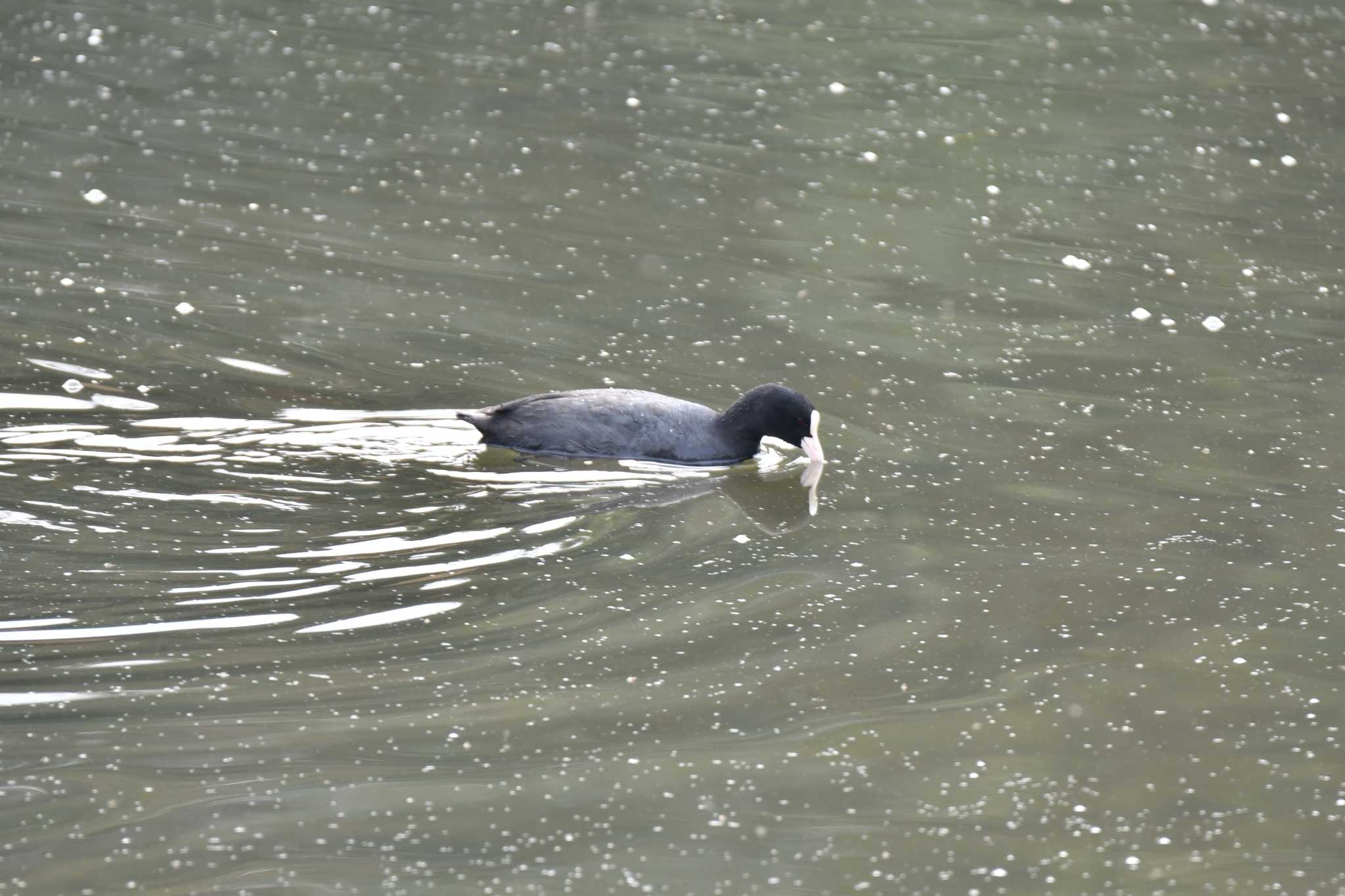 Photo of Eurasian Coot at 洲原公園 by みそ＠VM4A