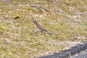 Pale Thrush 洲原公園 Sun, 3/12/2023