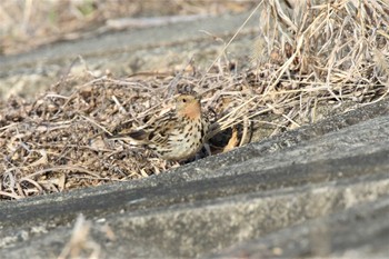 ムネアカタヒバリ 兵庫県 2023年3月12日(日)