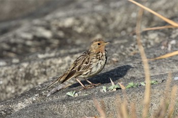 ムネアカタヒバリ 兵庫県 2023年3月12日(日)