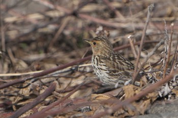 Sat, 3/11/2023 Birding report at 稲美町