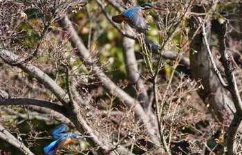 2023年3月12日(日) 大阪鶴見緑地の野鳥観察記録