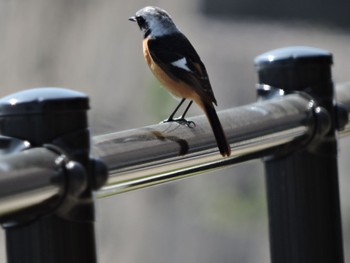 Sun, 3/12/2023 Birding report at Osaka castle park