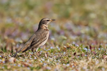 Naumann's Thrush 大室公園 Sat, 3/11/2023