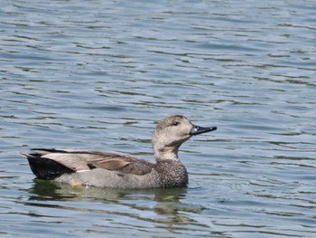 オカヨシガモ 葛西臨海公園 2023年3月11日(土)